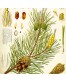 Pine essential oil AMRITA, 5 ml