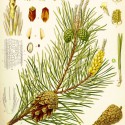 Pine essential oil, 5 ml